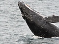 Alaska Wildlife-59
